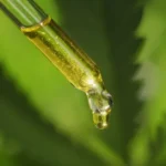 CBD oil