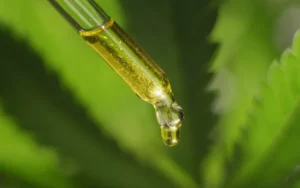 CBD oil